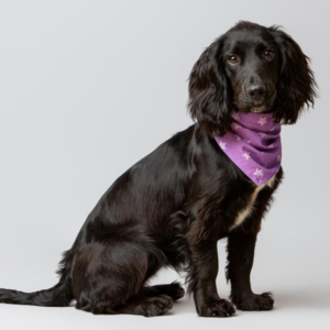 Purple with lilac stars tie up dog bandana spaniel Purple with lilac stars tie up dog bandana spaniel