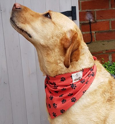 DOGGY SMILES - red with black pawprint bandana