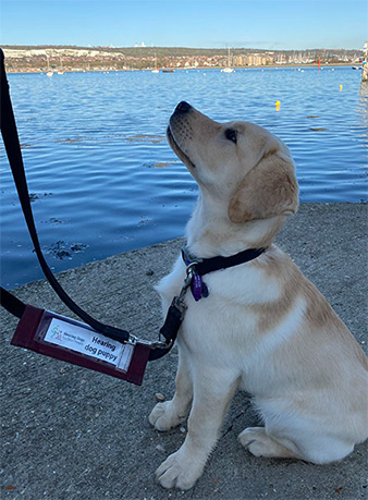 Luna in training