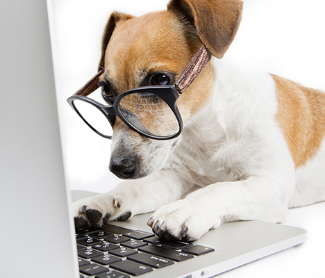 jack Rusell on a laptop