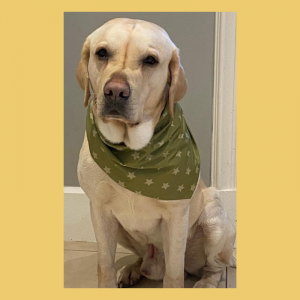 Forest green olive stars bandana 2