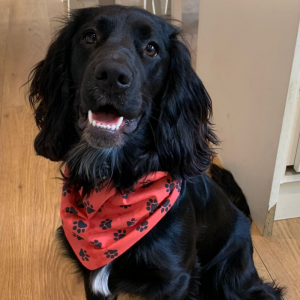 Red with black pawprints bandana 2