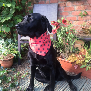 Red with black pawprints bandana 3