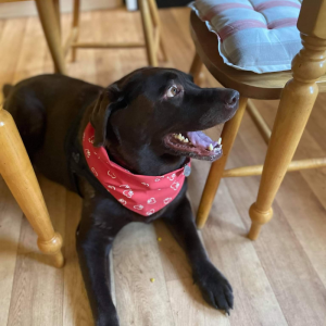Red with white pawprint hearts bandana