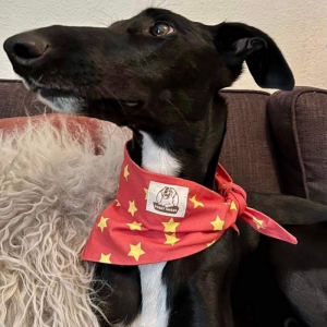 Red with yellow stars bandana 2