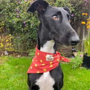 Red with yellow stars bandana