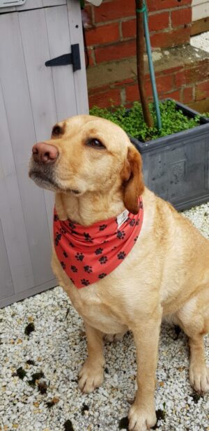 Red with black pawprints bandana 4 Red with black pawprints bandana 4