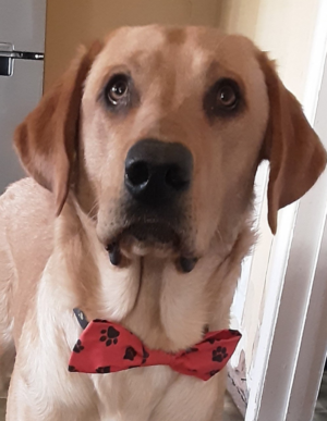 Red with black pawprints bowtie Red with black pawprints bowtie