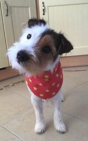Red with yellow stars bandana Red with yellow stars bandana