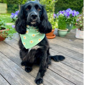 Daisy flower bandana spaniel Daisy flower bandana spaniel