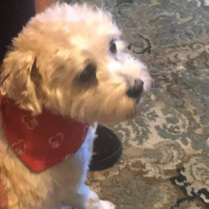 Red with white heart & pawprints bandana Red with white heart pawprints bandana