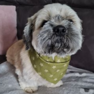 Shih Tzu green & olive star bandana Shih Tzu green olive star bandana